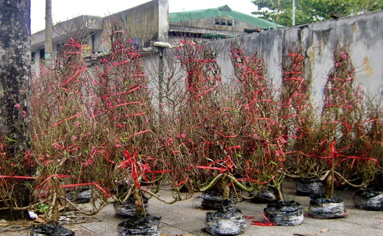 Kinh doanh hoa đào ở miền Bắc