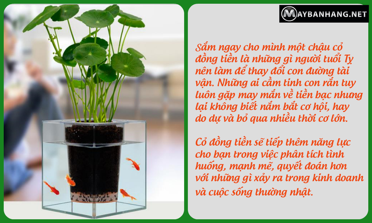 Cỏ đồng tiền đẹp tinh tế, nên chưng trong cửa hàng của người tuổi tỵ