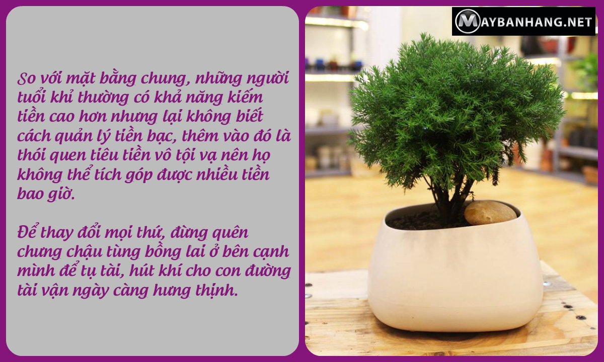 Tùng bồng lai đẹp tinh tế, hút tài tụ khí cho người làm chủ