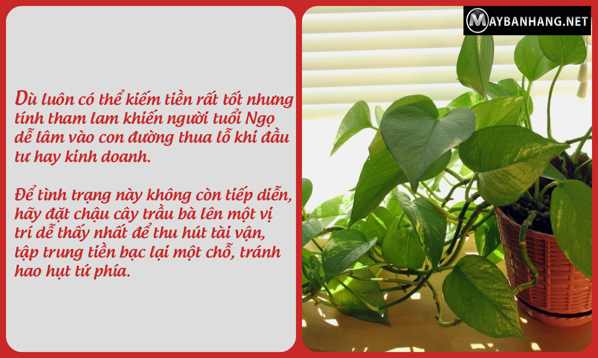 Trầu bà tuy quen thuộc nhưng công dụng phong thủy cực hữu hiệu