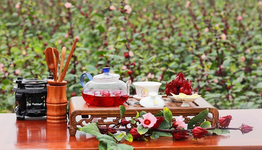 Hoa atiso đỏ với nhiều công dụng tốt cho sức khỏe