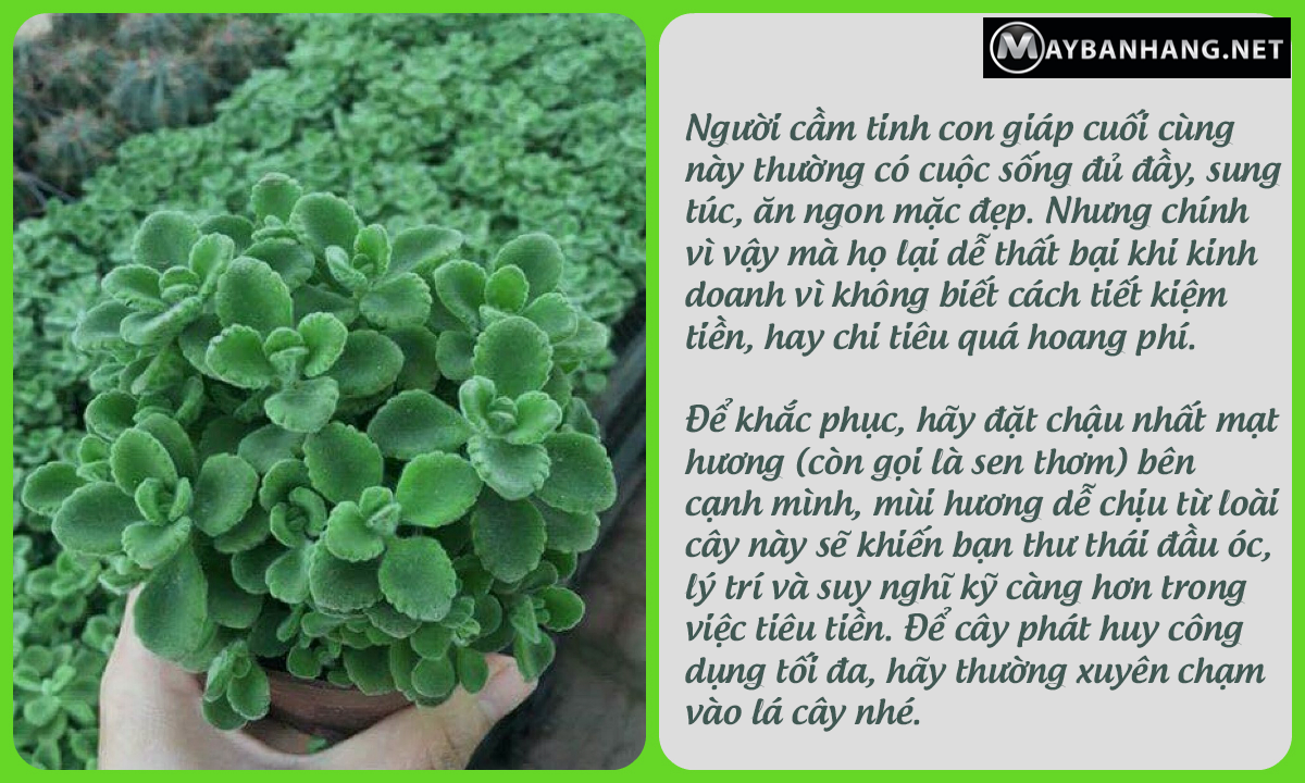 Sen thơm hợp nhất với người tuổi Hợi khi chưng phong thủy