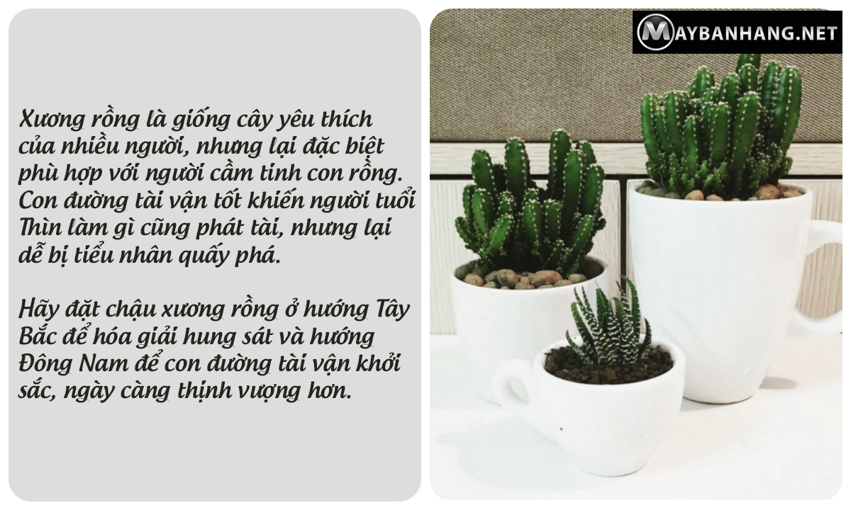 Đặt cây xương rồng đúng hướng để phát huy công dụng phong thủy