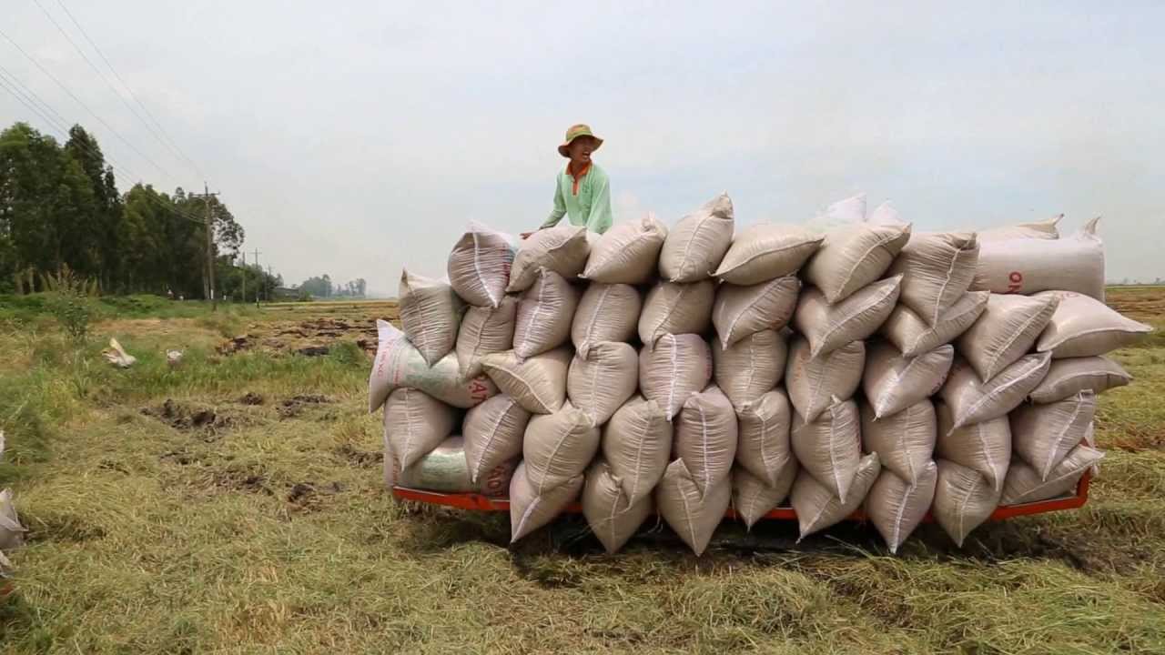 Mùa vụ thu hoạch và trả nợ của người nông dân
