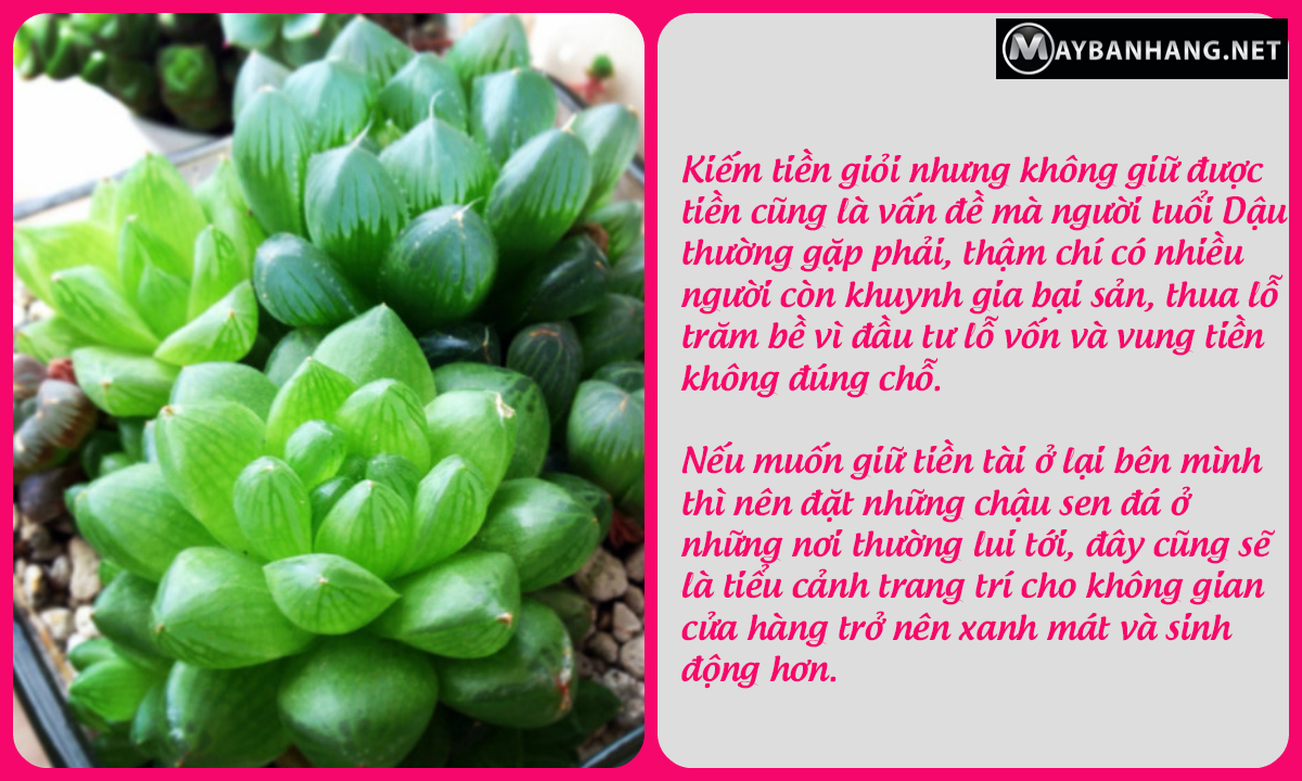 Chưng sen đá trong nhà và cửa hàng để giữ tài giữ lộc