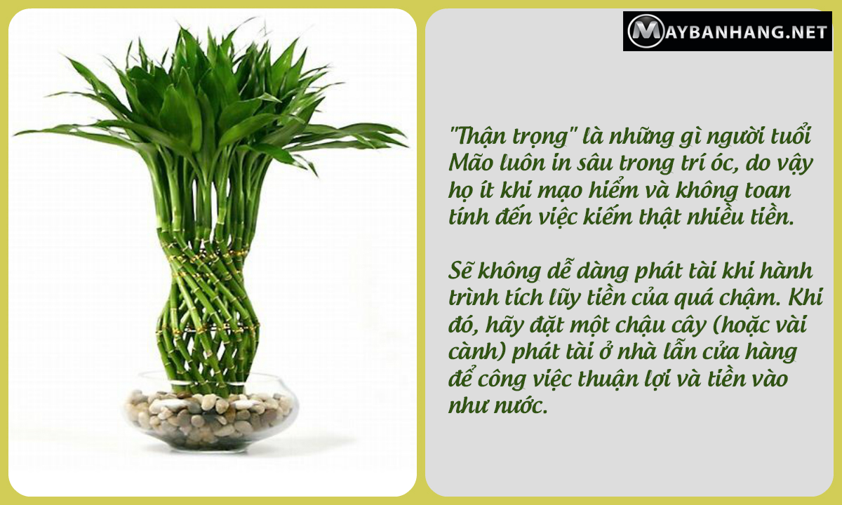 Cây phát tài phát lộc mang tiền tài đến cho chủ