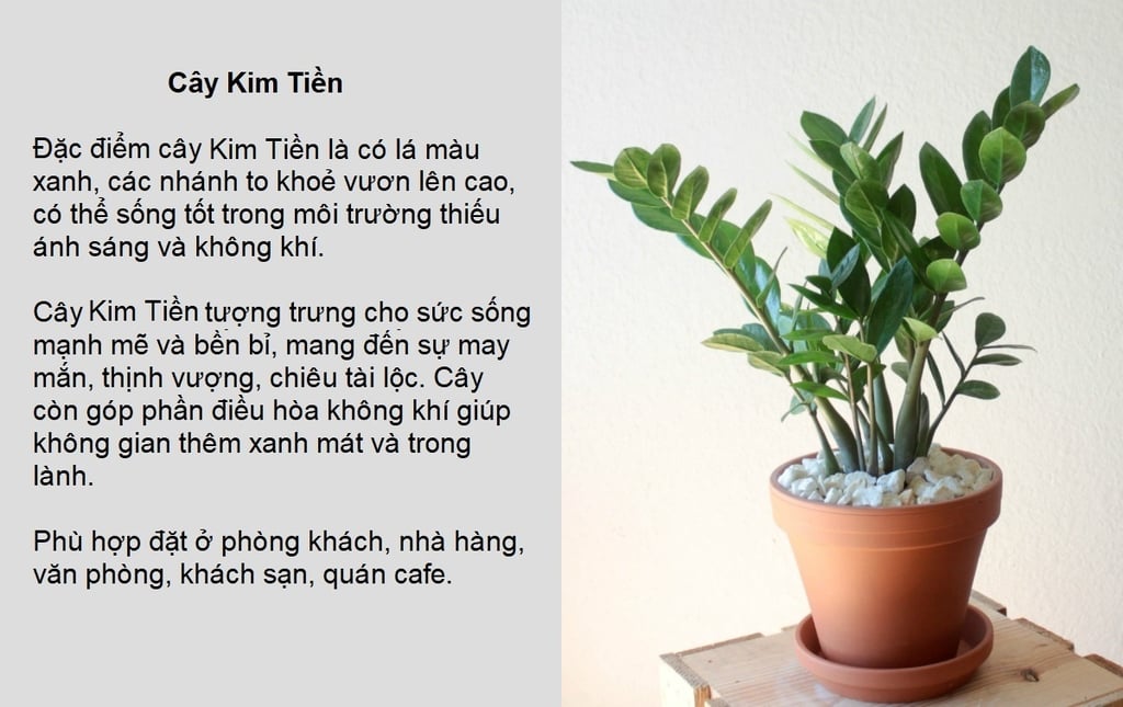 hoa kim tiền