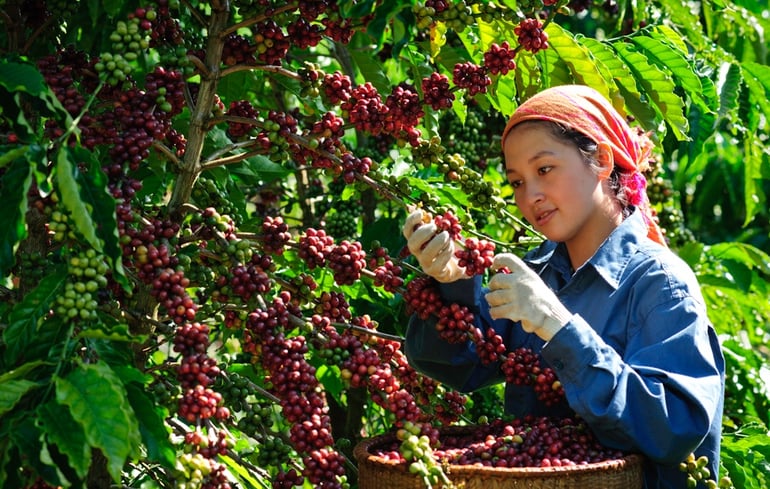 Cây cafe thói quen uống cafe của người Việt Nam 2.jpg