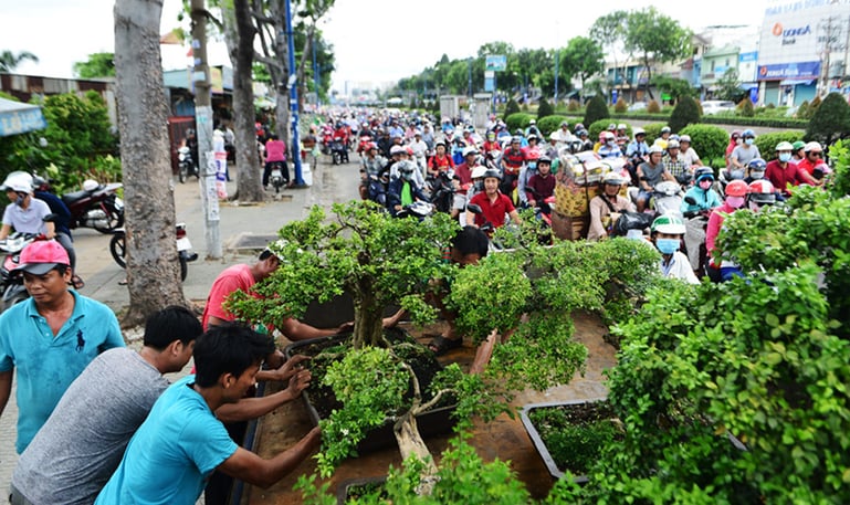 cây cảnh 1.png