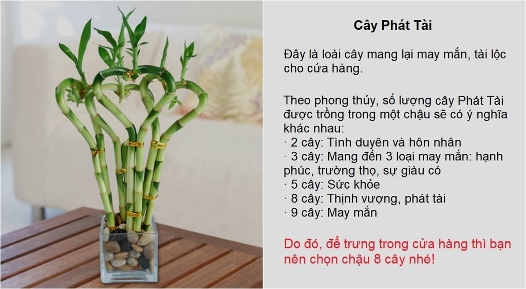 cây phát tài chưng tết