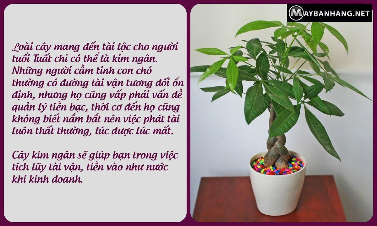 Cây kim ngân giúp phát huy tài lộc cho người tuổi tuất