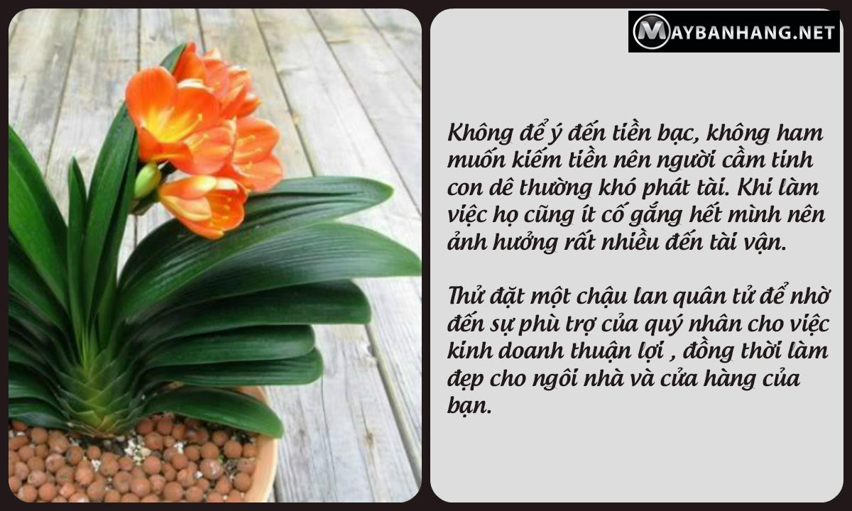 Lan quân tử đẹp kiêu sa, phù trợ cho người tuổi mùi thành công