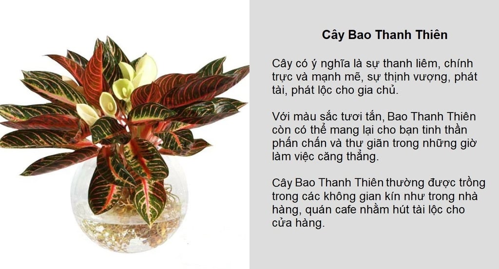 cây bao thanh thiên