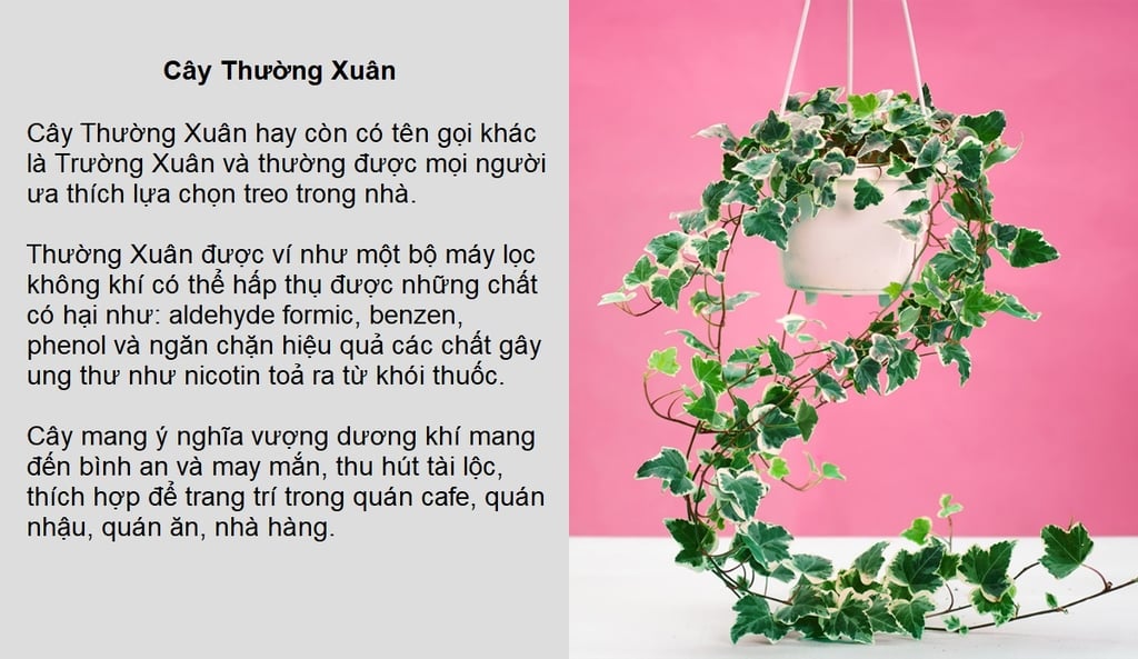 hoa thường xuân