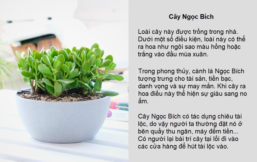 cây hoa ngọc bích