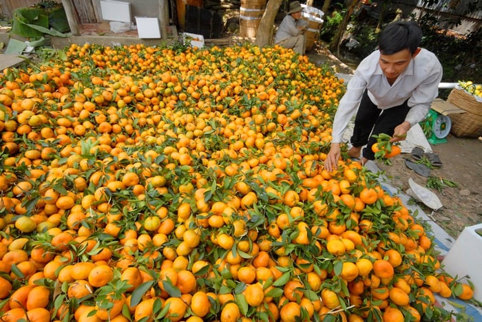 Kinh nghiệm lấy hàng trái cây