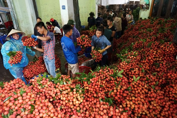 Tìm nguồn hàng lấy sỉ trái cây