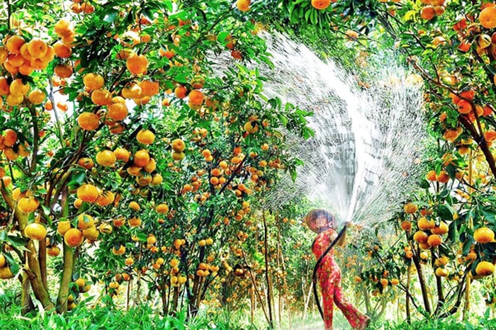 Lấy mối trái cây nhà vườn