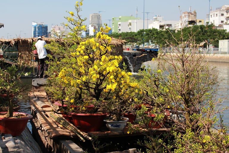 Kinh doanh cây mai ở miền Nam