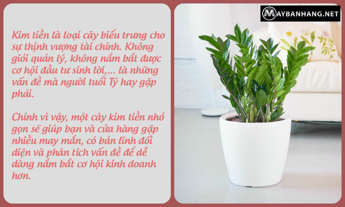 Cơ hội kinh doanh rộng mở khi chưng cây kim tiền ở nhà hoặc cửa hàng