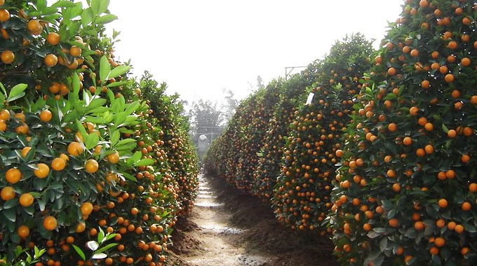 Mua quất về nhà chưng tết