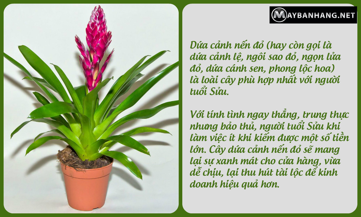 Dứa cảnh nến đỏ đẹp, lạ mắt khi chưng trong cửa hàng