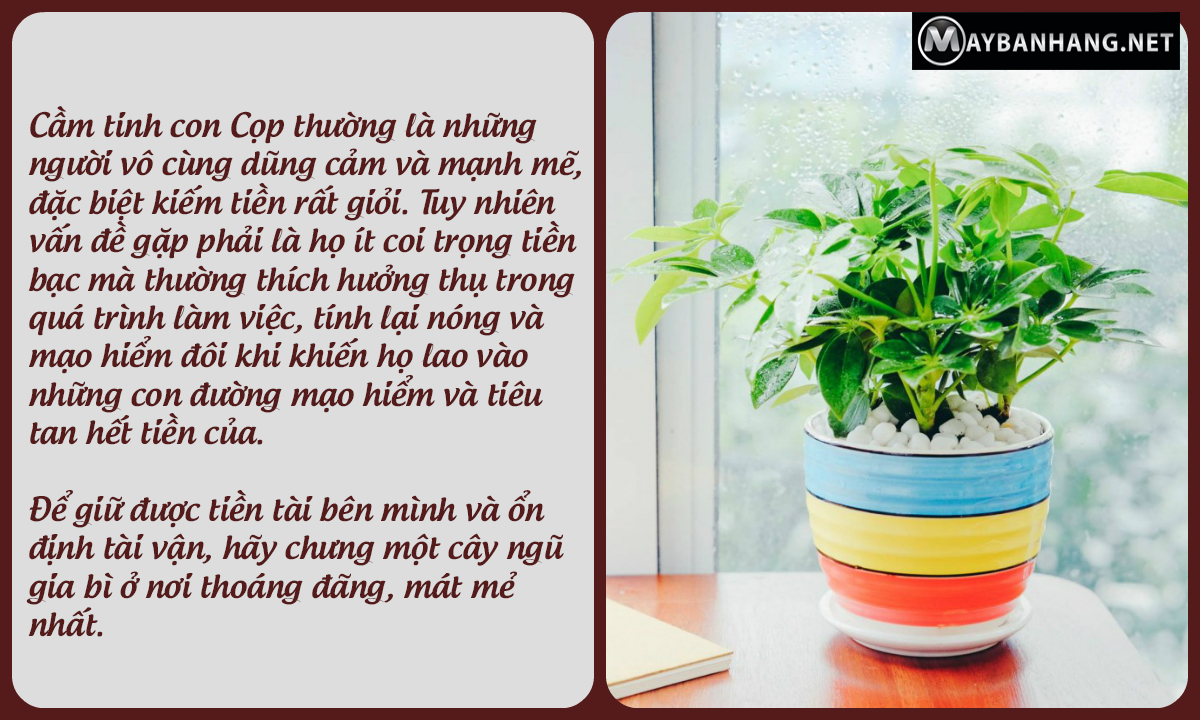 Ngũ gia bì giúp giữ tiền và ổn định tài vận