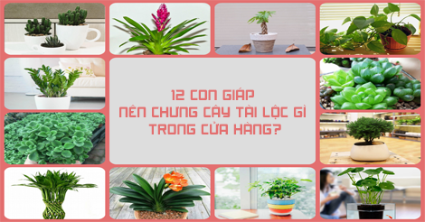 12 CON GIÁP NÊN CHƯNG CÂY TÀI LỘC GÌ TRONG CỬA HÀNG?